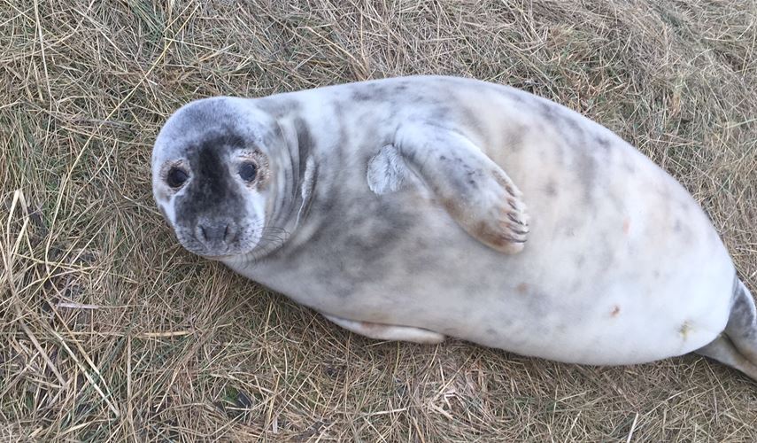 Blakeney seals